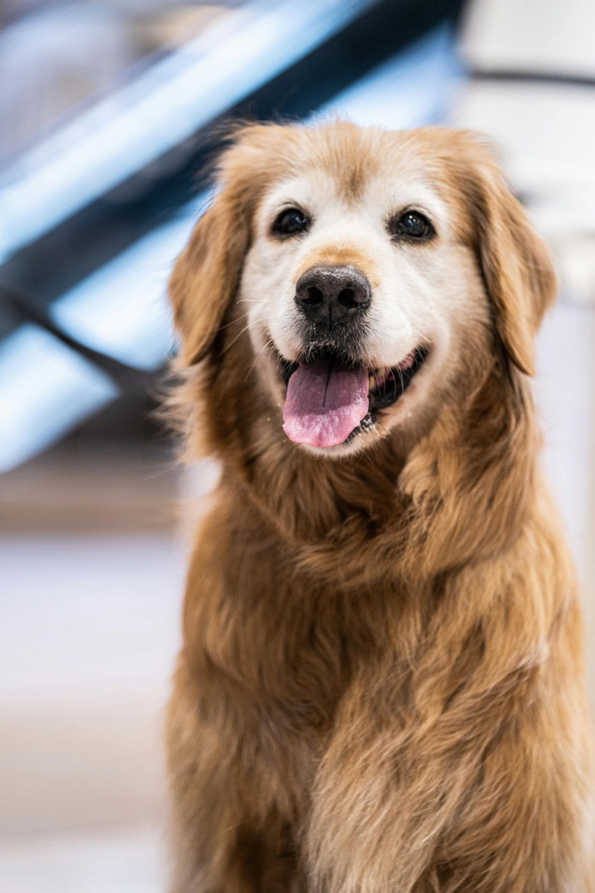 Priecīgs zelta retrīvers — gādīga aprūpe Jelgavas Centra Veterinārajā Klīnikā